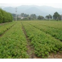 本人大量供應當年;濕地松、馬尾松、紅豆杉、杉苗、楓香、木荷。