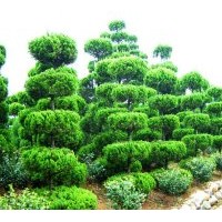 常年供應蜀檜，紫薇，大葉女貞