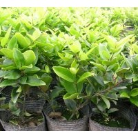 供應喬木，花灌木，綠籬苗木，花卉，花木，綠化苗木