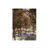 大量供應(yīng)紅葉李 樟，桂花，紅葉李，紫薇，烏桕樹，廣玉蘭