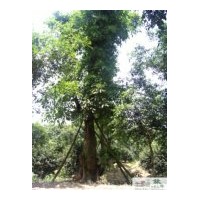 供應成都黃葛樹 成都大葉榕苗木