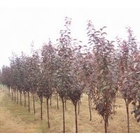 供應3-5公分紫葉李
