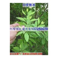 出售檀香苗，沉香苗，紅豆杉苗，海南黃花梨苗，紫檀苗