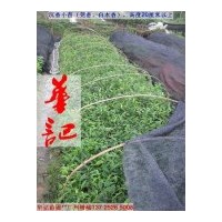 出售沉香苗，白木香苗，莞香苗，女兒香苗，土沉香苗