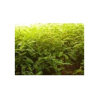 供應刺槐