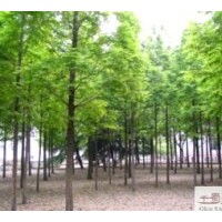 供應成都水杉米徑：8-10公分
