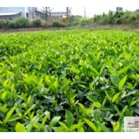 成都工程苗木梔子花高：50-70公分