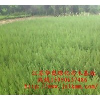 供應蜀檜工程苗，蜀檜價格，塔柏價格
