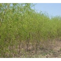 供應3公分旱柳 3公分漳河柳 3公分速生柳