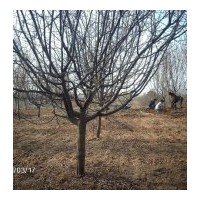 低價供應8——10公分木瓜樹