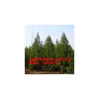 山西白皮松，山西油松，山西國槐