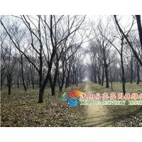 低價直銷紅豆杉，板栗，棗樹，楸樹，皂角，桃樹，山楂樹等喬木