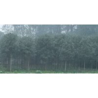 成都雄黃桂苗木批發