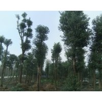 供應成都香樟苗木批發