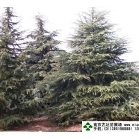 銷售雪松、廣玉蘭、紅葉石楠