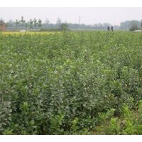 基地直銷：扶芳藤.衛矛.龍柏.紅瑞木.灑金柏.金葉女貞.紅葉小檗.