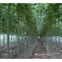 量大供應國槐(15--18)白臘（5--10公分）
