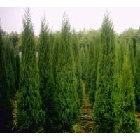 出售雪松、羅漢松、白皮松、五針松、側柏、塔柏、檜柏