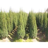 供應刺柏 桂花 廣玉蘭 棕櫚 黃楊 單干石楠紅楓