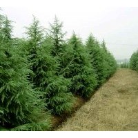 供應大蜀檜4.5米--5米