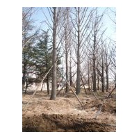 長(zhǎng)期供應(yīng)1-60cm銀杏實(shí)生樹(shù)