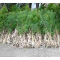 供應1至3米高濕地松20萬、馬尾松500萬、木荷500萬、江南榿木400