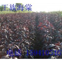 鐵嶺地區(qū)供應王族海棠，王族海棠苗