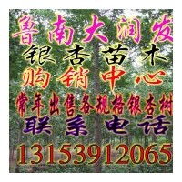 大潤發銀杏樹苗木基地