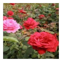 供應微型月季，豐花月季，大紅帽月季，盆栽月季，藤本月季