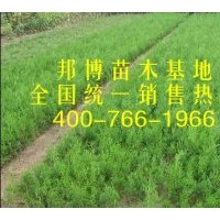 側柏小苗價格低 大量出售側柏苗