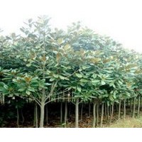 供應大量精品廣玉蘭