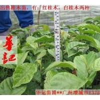 出售桂木苗，大葉胭脂苗，紅花風鈴苗，黃鐘花苗