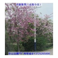 出售宮粉紫荊苗，黃槐苗，盆架子苗，雞冠刺桐苗