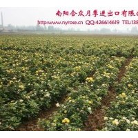 大量供應盆栽月季