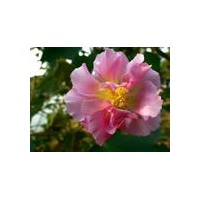 供應 木芙蓉 規格在3-4-5-8-10cm