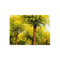專賣8-16公分國槐 白臘 法桐 欒樹 絲棉木 青桐 河南檜柏