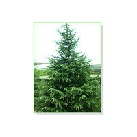 基地供應雪松，廣玉蘭，香樟等各種綠化苗木