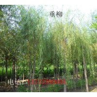 供應河北垂柳