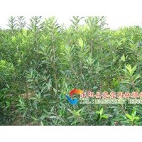 供應法國冬青，珊瑚樹，法青