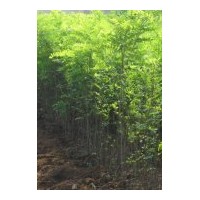 供應5-6公分龍爪槐 黃金槐 香花槐 刺槐 國槐