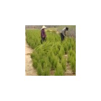 出售金銀花、枸杞.紫荊、紫薇等綠化苗木