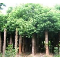 供應白皮松 側(cè)柏 油松 冬青 國槐 刺槐
