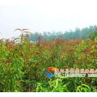 大量供應烏桕 ，日本櫻花，紫葉矮櫻，紅葉李 ，櫸樹，楓楊，苦楝