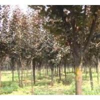 大量出售現貨紫葉李2.5公分-4公分