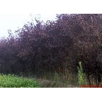 出售各種規格紫葉李