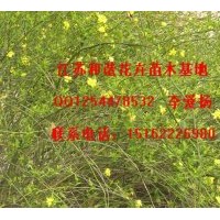 江蘇薔薇 迎春 小葉黃楊批發