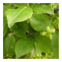 批發膠東衛矛 紅葉小檗（球）、金葉女貞
