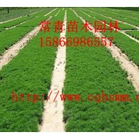 供應樟子松苗