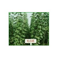 現有毛白楊出售