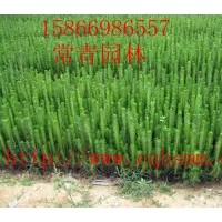 常年供應大量【80公分黑松苗，90公分黑松苗】